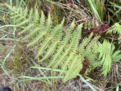 Oreopteris limbosperma