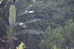 Musa acuminata siamea