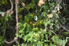 Geoffroea decorticans