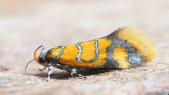 Promalactis procerella