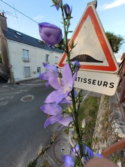 Campanula pyramidalis