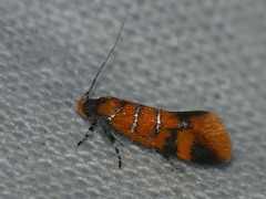 Promalactis procerella