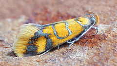 Promalactis procerella