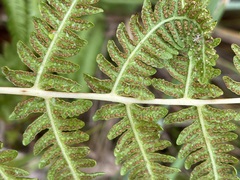 Oreopteris limbosperma