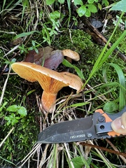 Lactarius deliciosus