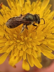 Seladonia