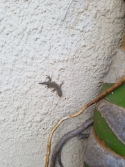 Lygodactylus capensis