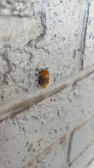 Megalopyge opercularis