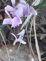 Cyclamen hederifolium