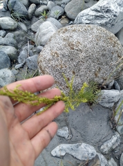 Artemisia capillaris
