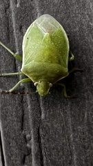 Thyanta custator accerra