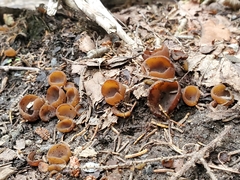 Dumontinia
