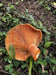 Lactarius deliciosus