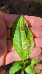 Agromyzidae