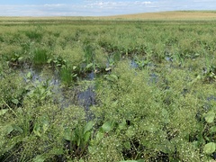 Potamogeton gramineus