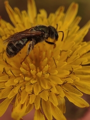 Seladonia