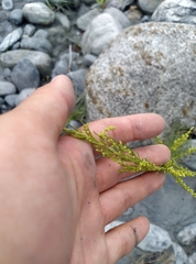 Artemisia capillaris