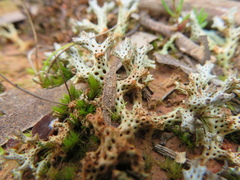 Pulchrocladia corallaizon