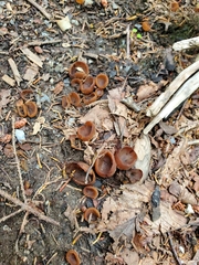 Dumontinia