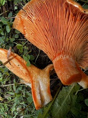 Lactarius deliciosus