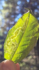 Agromyzidae