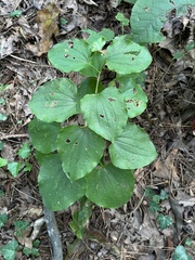 Smilax herbacea