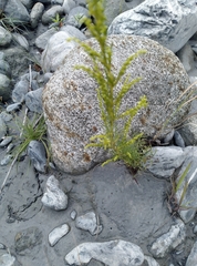 Artemisia capillaris