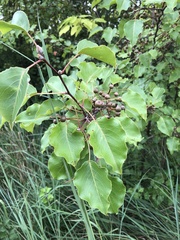 Pyrus