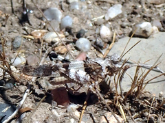 Oedipoda