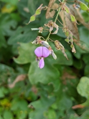 Desmodium glabellum