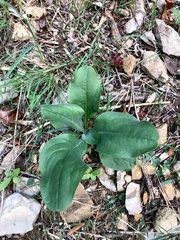 Plantago major
