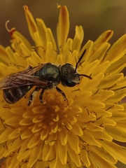 Seladonia