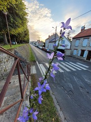 Campanula pyramidalis