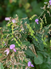 Desmodium glabellum
