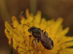 Seladonia