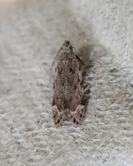 Anacampsis conclusella