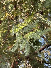 Sequoia
