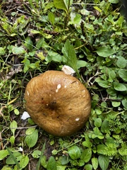 Russula amoenolens