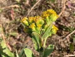 Solidago mollis