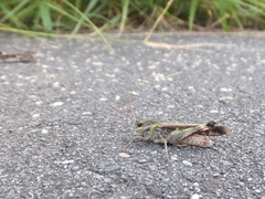 Oedaleus infernalis