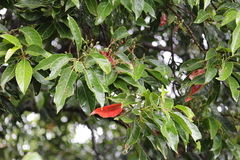 Elaeocarpus serratus