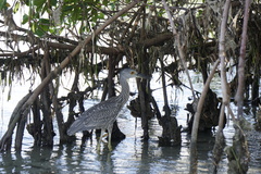 Nyctanassa violacea violacea