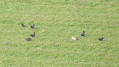 Mareca strepera strepera