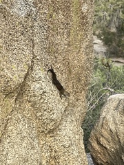 Sceloporus orcutti