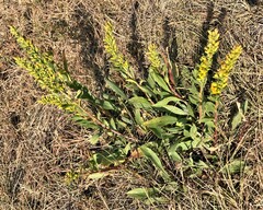 Solidago mollis