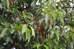 Elaeocarpus serratus