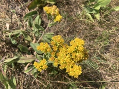 Solidago mollis