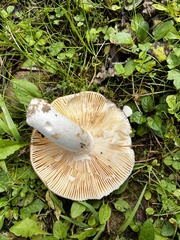 Russula amoenolens