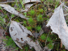 Polytrichum juniperinum