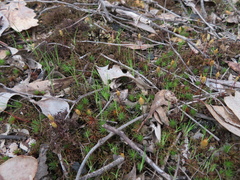 Polytrichum juniperinum